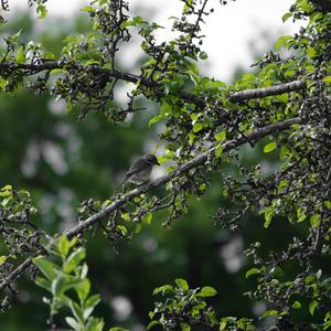 Red-backed Shrike