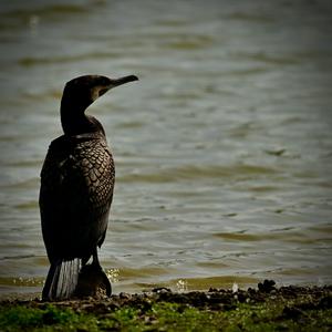 Kormoran