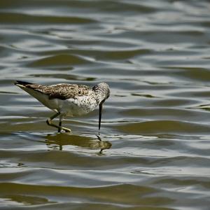 Common Greenshank