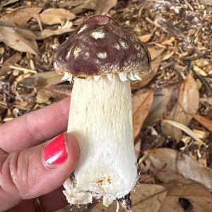 Unknown Species