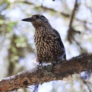 Spotted Nutcracker
