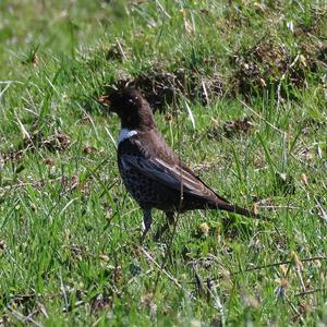 Ring Ouzel