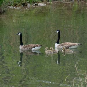 Canada Goose