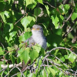 Common Cuckoo