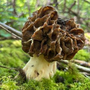 Yellow Morel