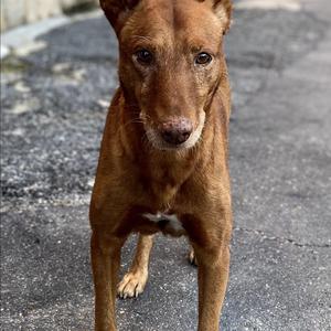 Unknown Breed