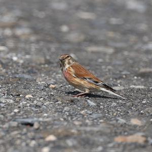 Eurasian Linnet