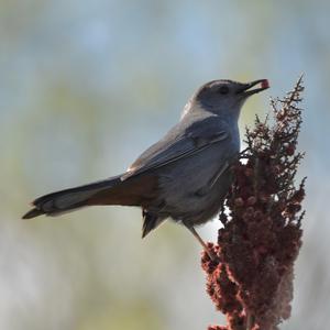 Katzenvogel