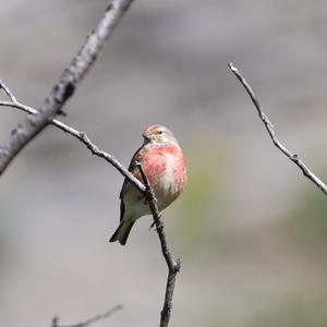 Eurasian Linnet