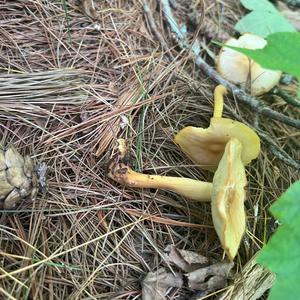 Unknown Species
