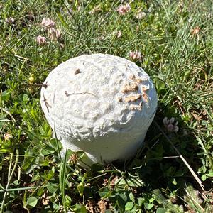 Unknown Species