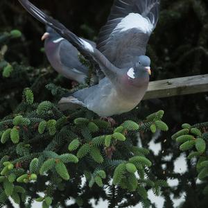 Common Wood-pigeon