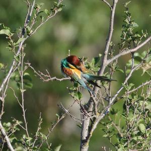 European Bee-eater