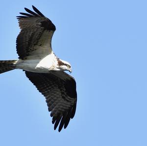 Osprey