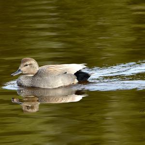 Gadwall