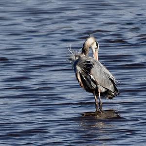 Great Blue Heron