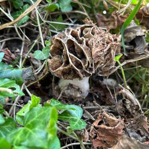 Yellow Morel