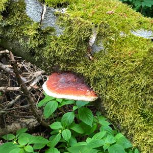 Unknown Species