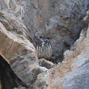 Eurasian Eagle-owl