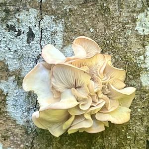 Unknown Species