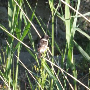 Europäisches Schwarzkehlchen