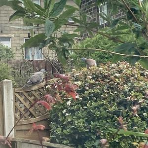 Common Wood-pigeon