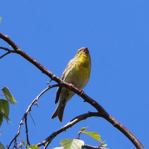 European Serin