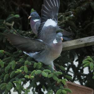 Common Wood-pigeon