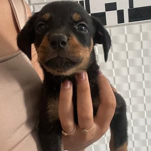 Unknown Breed