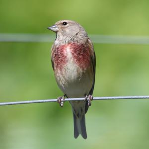 Eurasian Linnet