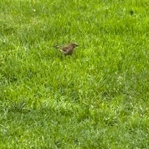 Unknown Species