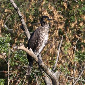 Kormoran