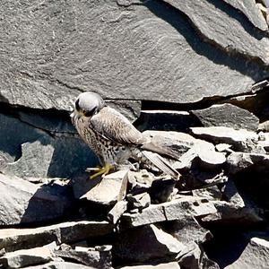 Peregrine Falcon