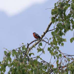 Eurasian Bullfinch