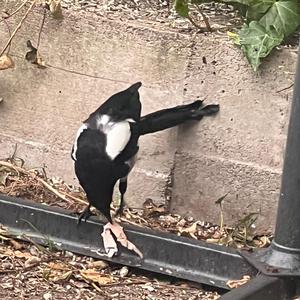 Black-billed Magpie