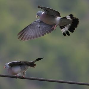 Common Wood-pigeon
