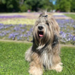 Tibetan Terrier