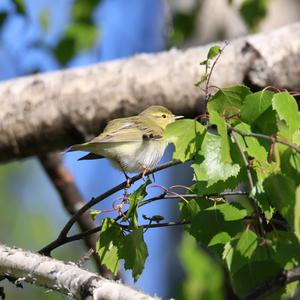 Wood Warbler