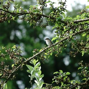 Red-backed Shrike