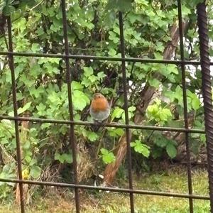 European Robin
