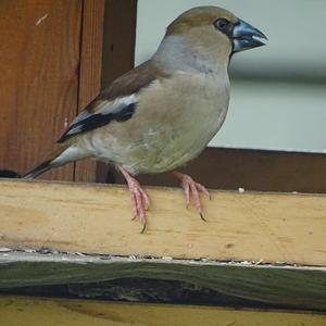 Hawfinch