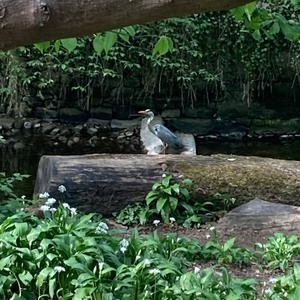 Grey Heron