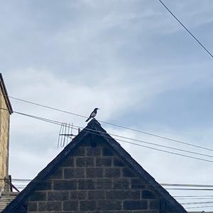 Black-billed Magpie