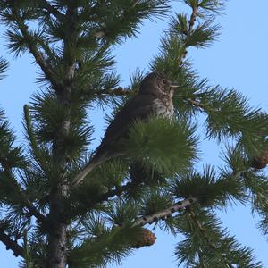 Song Thrush