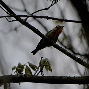 Blackburnian Warbler
