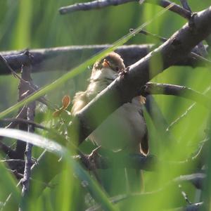 Marsh Warbler
