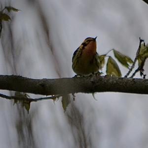 Blackburnian Warbler