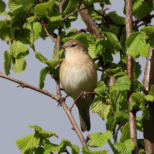 Garden Warbler