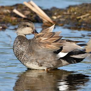 Gadwall