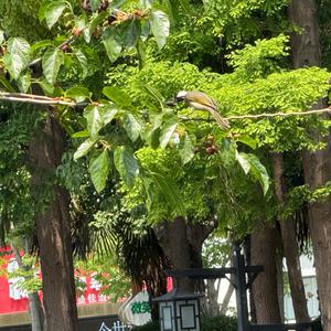 Light-vented Bulbul